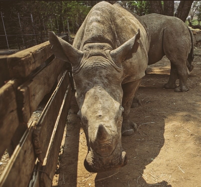 Rhino close-up